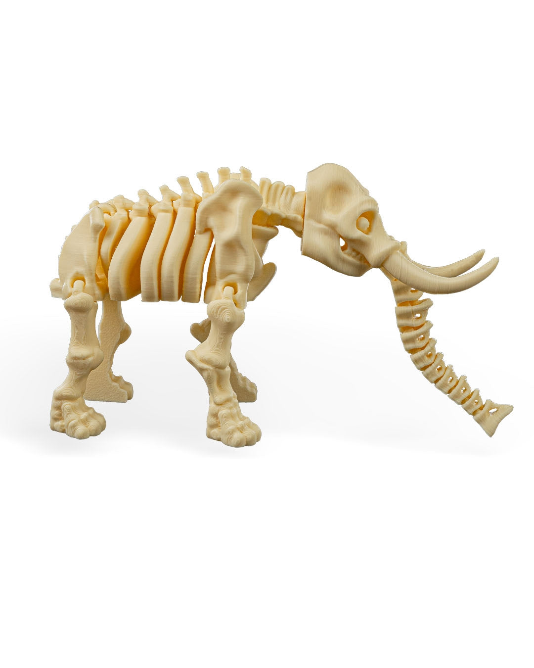Skeleton Elephant