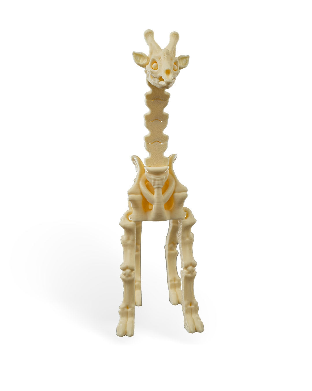 Skeleton Giraffe