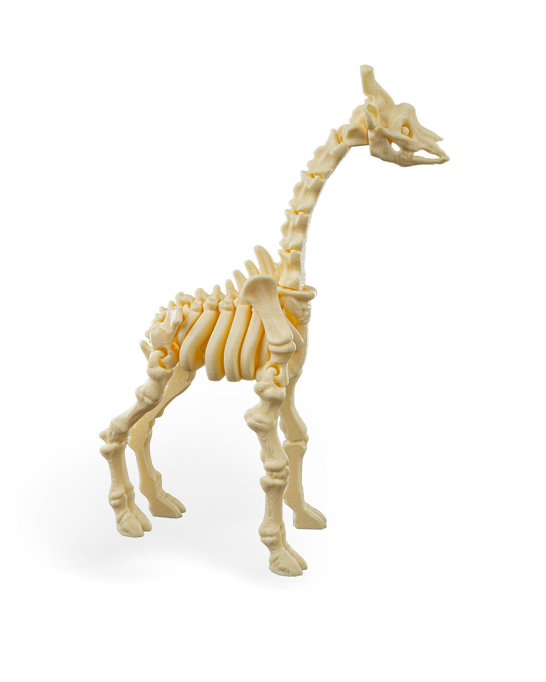 Skeleton Giraffe
