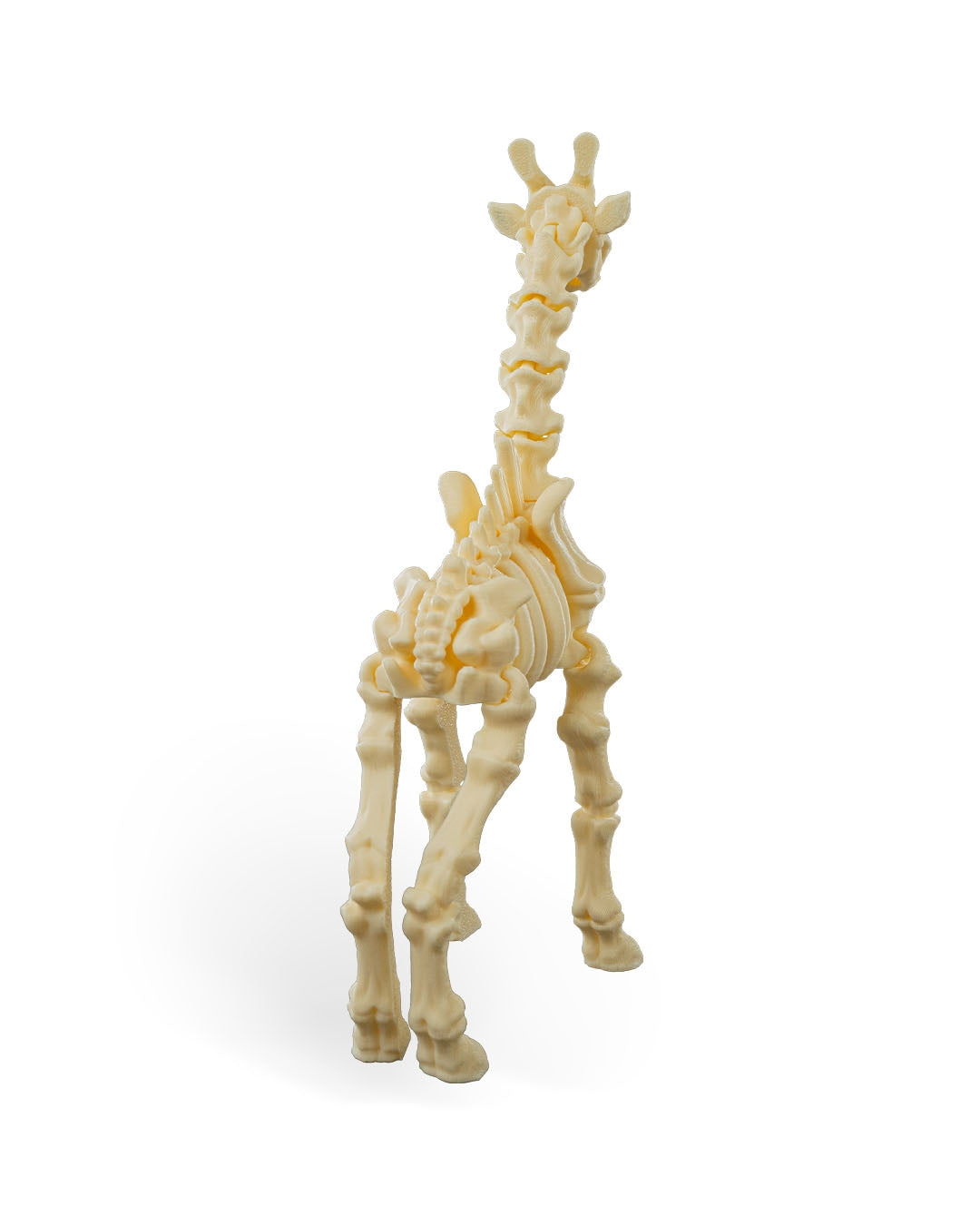 Skeleton Giraffe