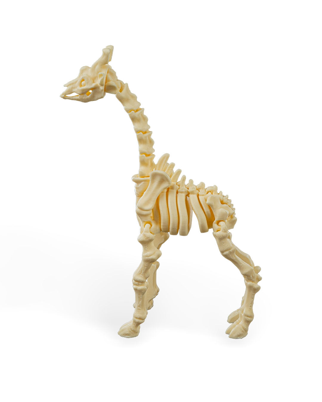 Skeleton Giraffe