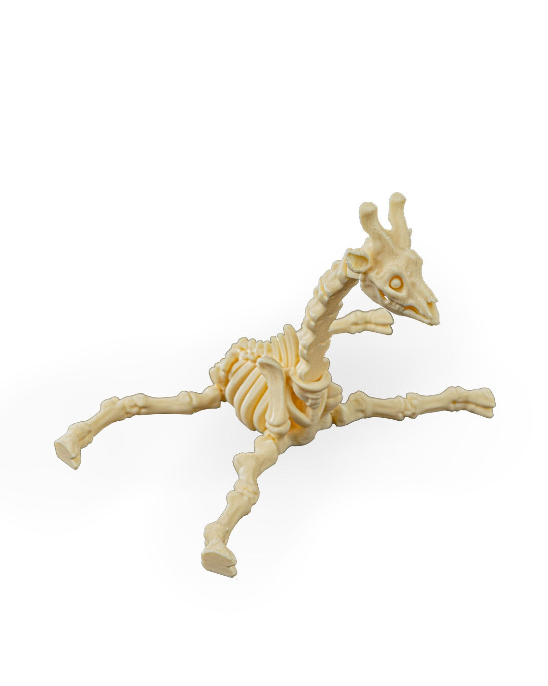 Skeleton Giraffe